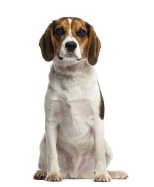 Beagle.