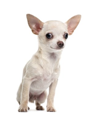 Chihuahua