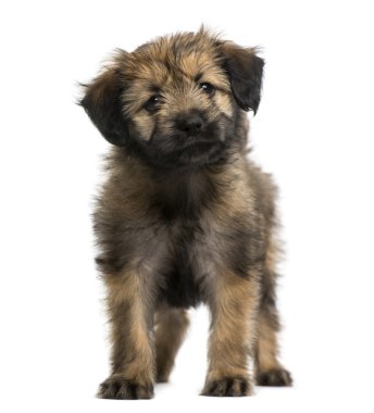 köpek yavrusu (2 aylık crossbreed)