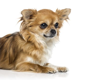 Chihuahua (2 yaşında)