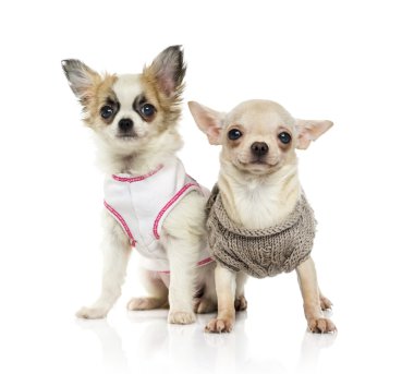 Chihuahua yavrusu (3 aylık)