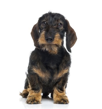 Dachshund Köpek (6 aylık)