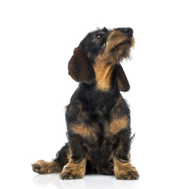 (6 ay kadar eski görünümlü dachshund köpek)