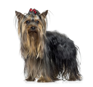 Yorkshire terrier (2,5 yaşında)