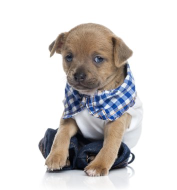 giyinik chihuahua yavrusu (1 ay önce)