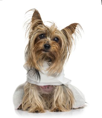 giyinik yorkshire terrier (5 yaşında)