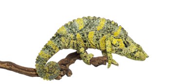 meller's bukalemun olarak izole dal - trioceros melleri-