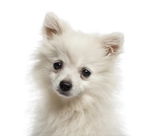 Tiro na cabeça de um cachorro Spitz alemão (6 meses de idade ) — Fotografia de Stock