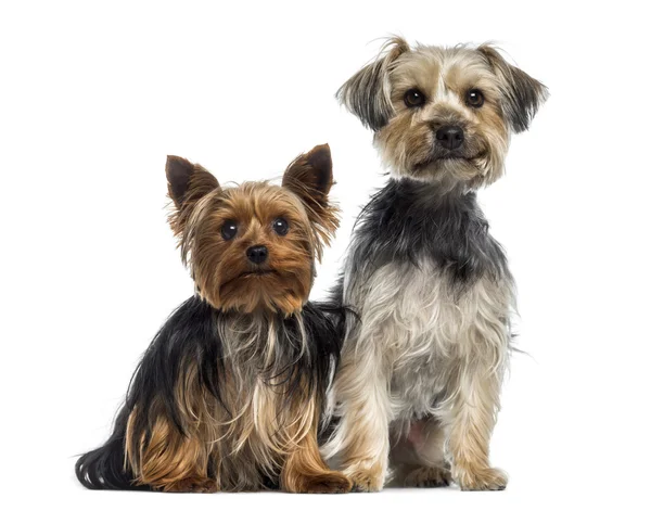 Dwa yorkshire terrier — Zdjęcie stockowe