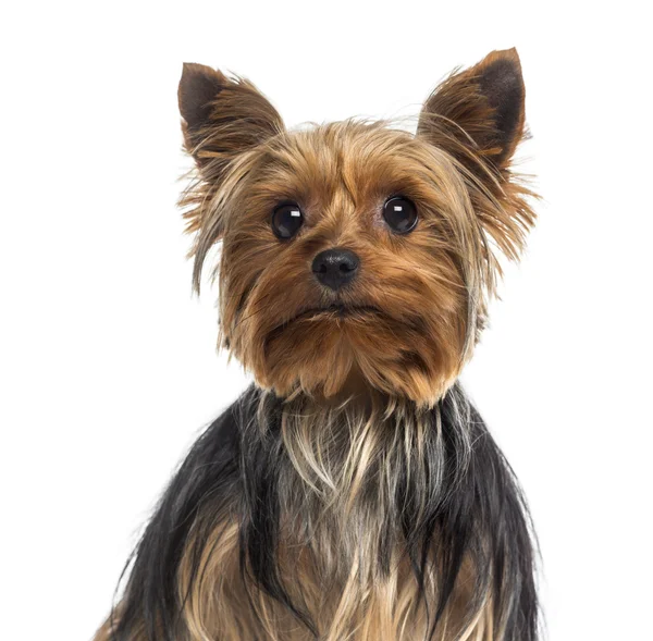 Headshot yorkshire terrier — Zdjęcie stockowe