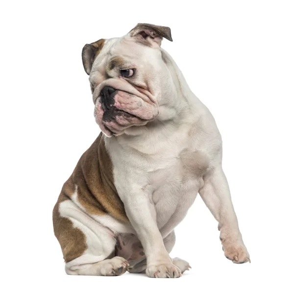 Engels bulldog zitten (8 maanden oud) — Stockfoto