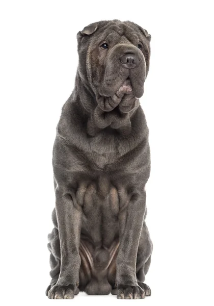 Shar Pei assis — Photo