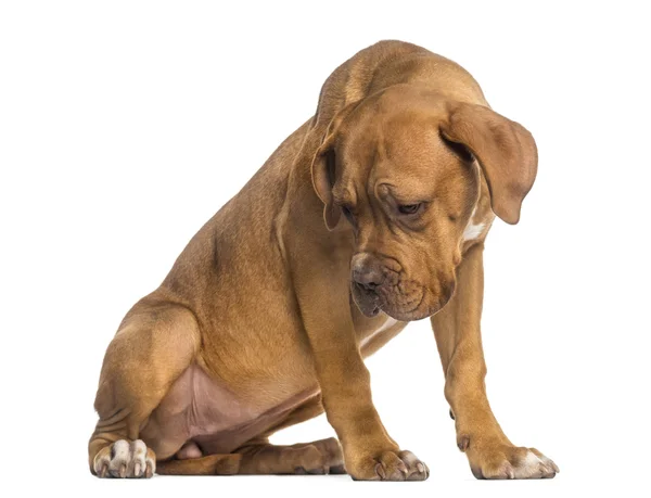 Dogue de bordeaux puppy titta ner (5 månader gammal) — Stockfoto