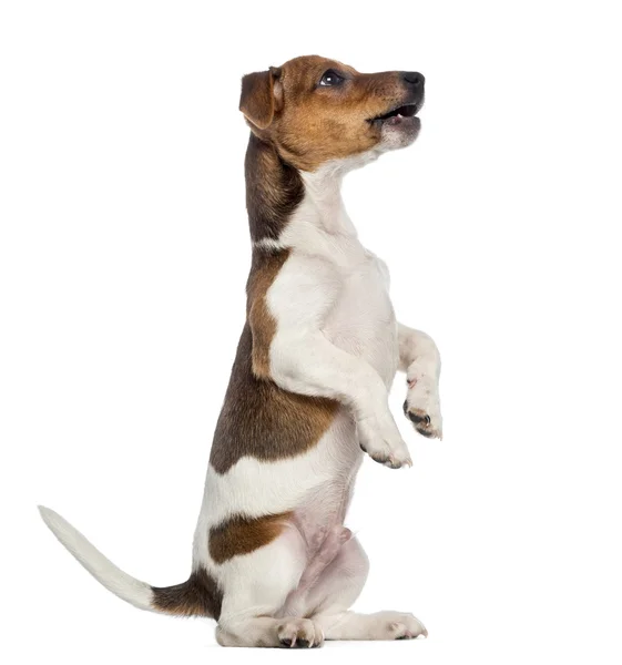 Jack Russell Terrier Welpe sitzt hübsch (3 Monate alt)) — Stockfoto