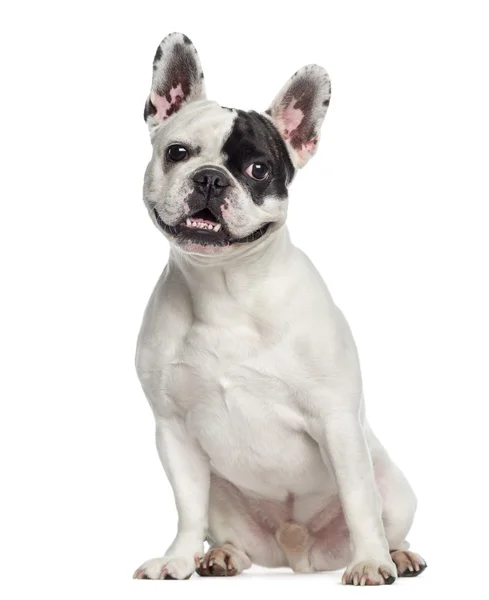 Franse bulldog zitten (4 jaar oude) — Stockfoto