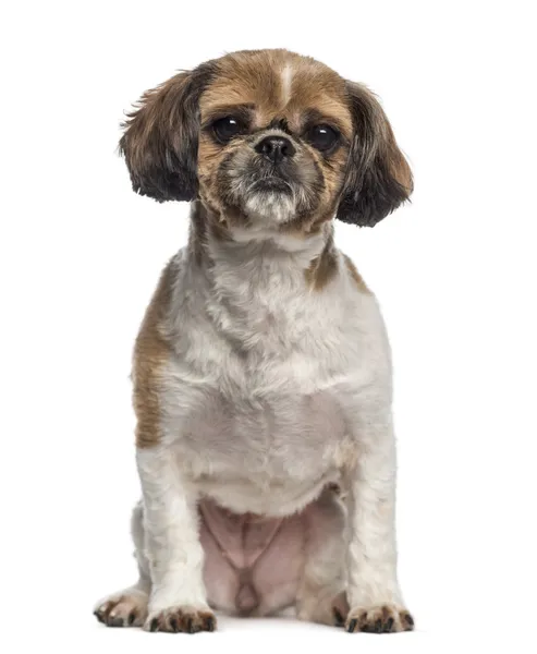 Shih Tzu sitting (5 years old) — Stock Photo, Image