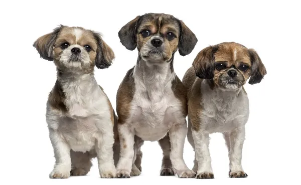 Grupo de Shih Tzu (3 anos ) — Fotografia de Stock