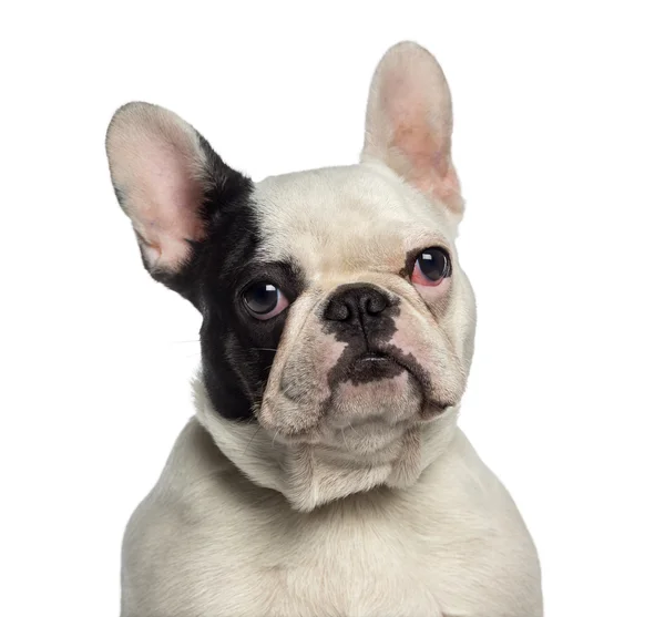 Headshot de um Bulldog francês (9 meses de idade ) — Fotografia de Stock