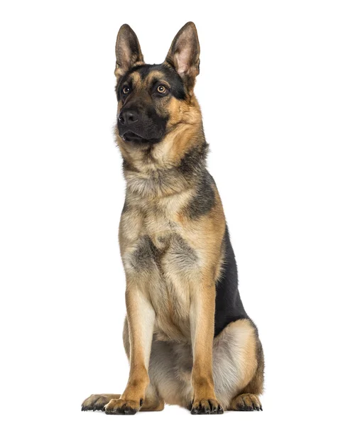 Schäferhund sitzend (1 Jahr alt)) — Stockfoto