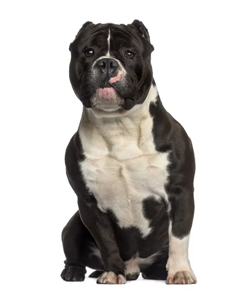 American Bully sitting (18 months old) — Stock Photo, Image