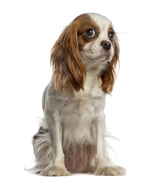 Cavalier King Charles Spaniel sitting (2 years old) — Stock Photo, Image