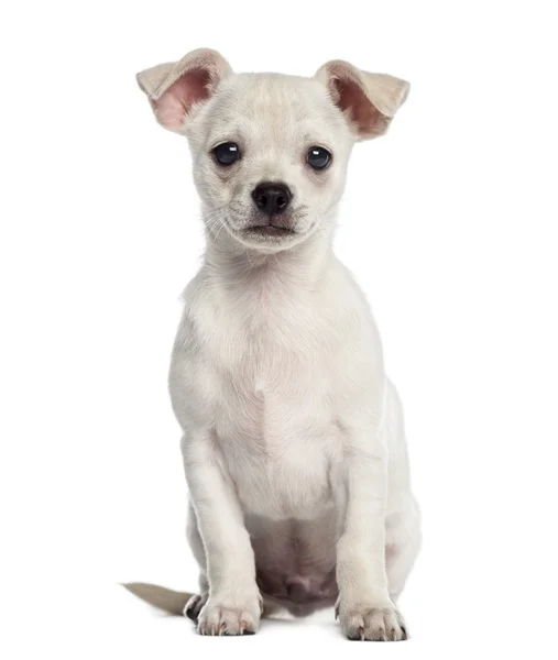 Chihuahua yavrusu (2 aylık oturma) — Stok fotoğraf
