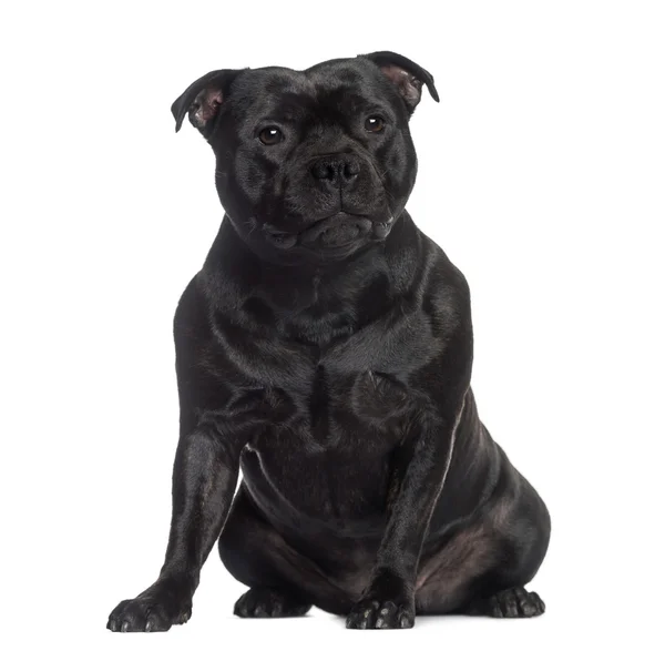 Staffordshire Bull Terrier seduta (2 anni ) — Foto Stock