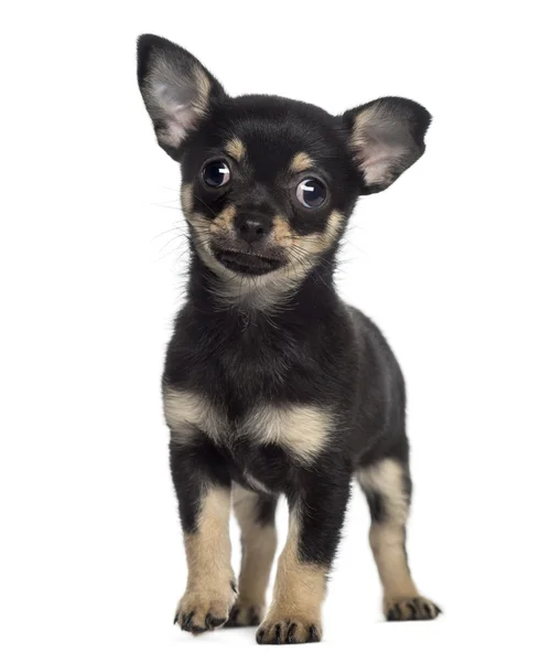 Chihuahua chiot debout (2 mois ) — Photo