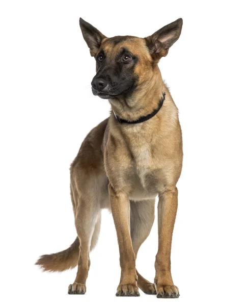 Pastor belga cão de pé (Malinois ) — Fotografia de Stock