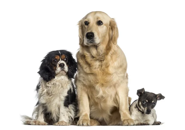 Grupp av hundar som sitter ihop — Stockfoto