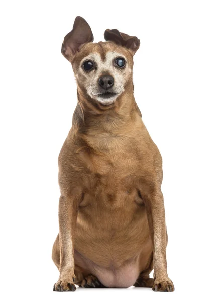 Oude en vet hond (9 jaar oud) — Stockfoto