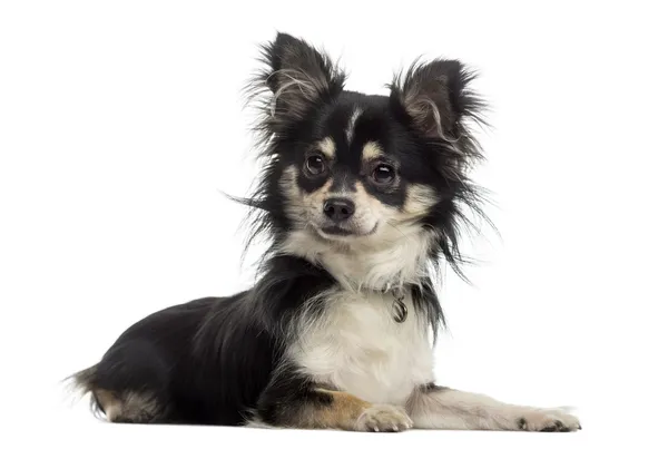 Chihuahua (11 Monate alt)) — Stockfoto