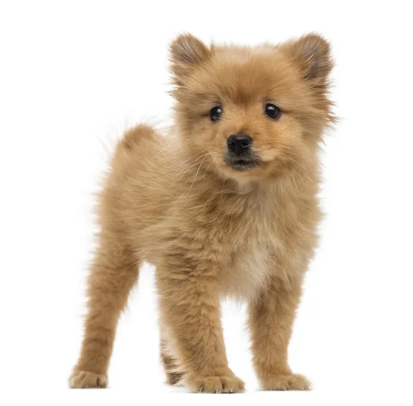 Spitz puppy (2 months old) — Stock Photo, Image