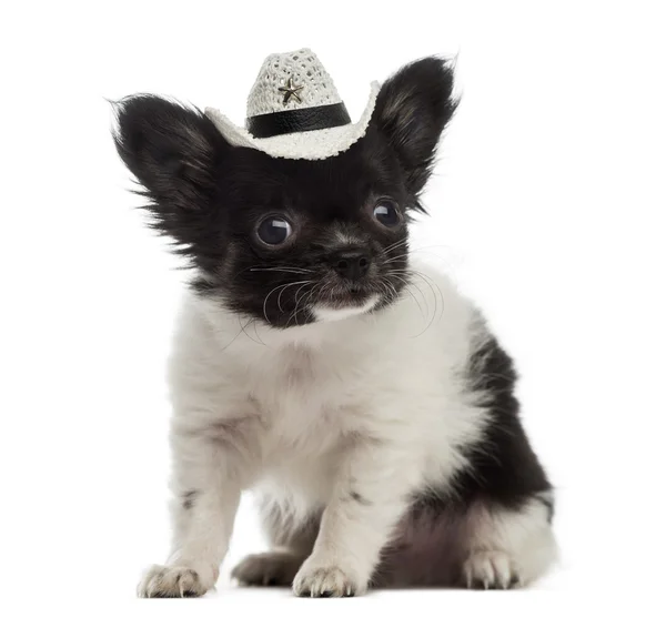 Chihuahua cachorro vestindo um chapéu de cowboy (2 meses de idade ) — Fotografia de Stock