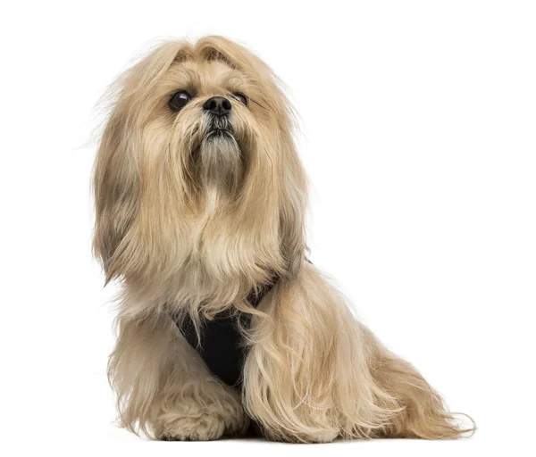 Lhasa apso sitzen — Stockfoto