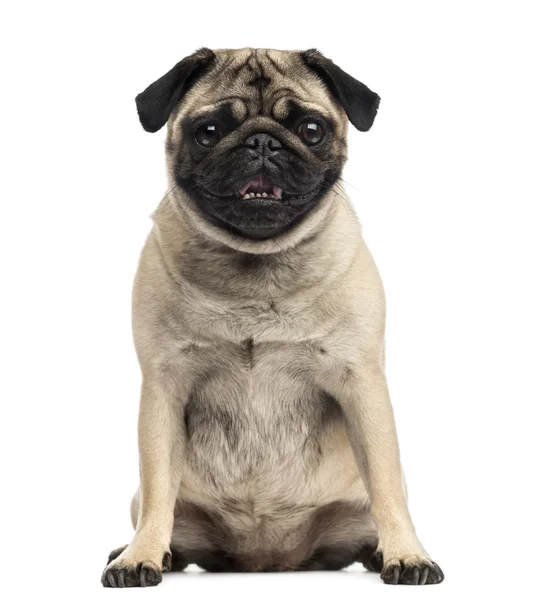 Pug (2 años) ) — Foto de Stock