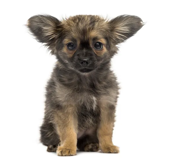 Chihuahua valp (3 månader gammal) — Stockfoto