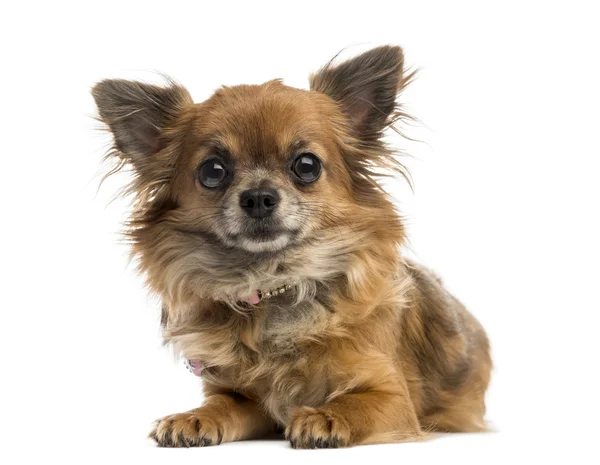 Chihuahua — Stockfoto