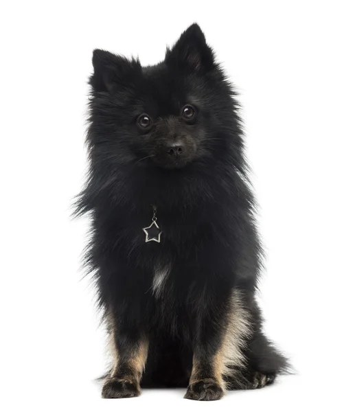 German Spitz (2 года) ) — стоковое фото