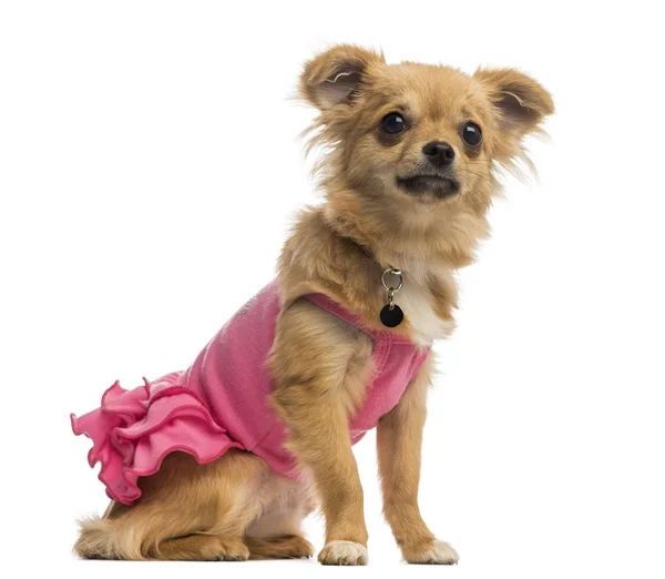 Chihuahua puppy wearing a pink shirt (6 months old) — Stock Photo, Image