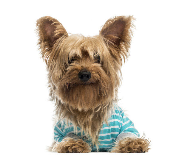 happy Yorkshire Terrier wearing a striped bleu shirt (2 years ol