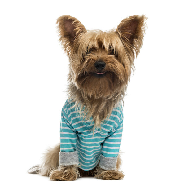 Yorkshire Terrier wearing a striped bleu shirt (2 years old)