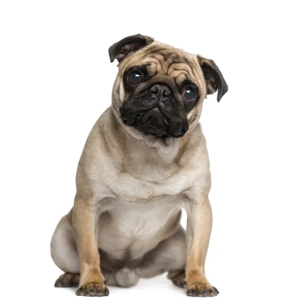 Pug (9 months old) — Stock Photo, Image