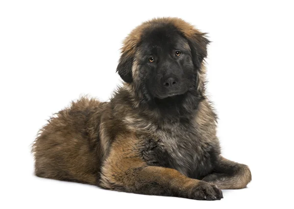 Leonberger köpek (8 ay yaşlı) — Stok fotoğraf