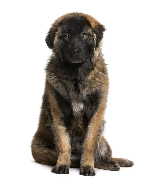 Leonberger köpek (8 ay yaşlı) — Stok fotoğraf