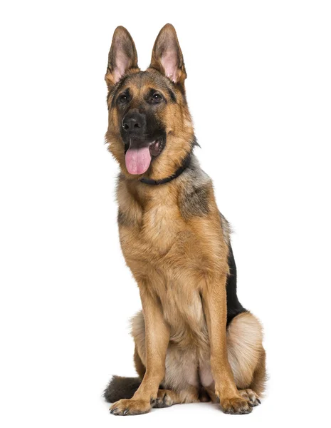 Schäferhund (9 Monate alt)) — Stockfoto