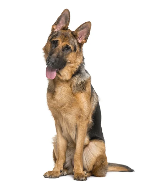 German Shepherd Dog (9 meses de idade ) — Fotografia de Stock