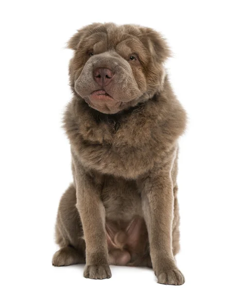 Long haired Shar Pei (10 months old) — Stock Photo, Image