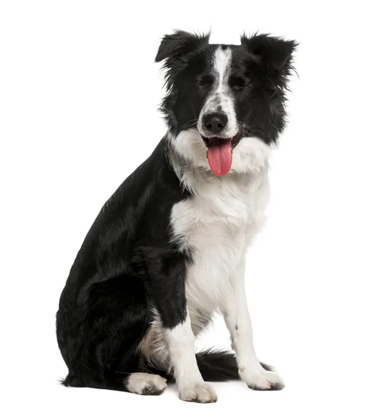 Bordercollie — Stockfoto