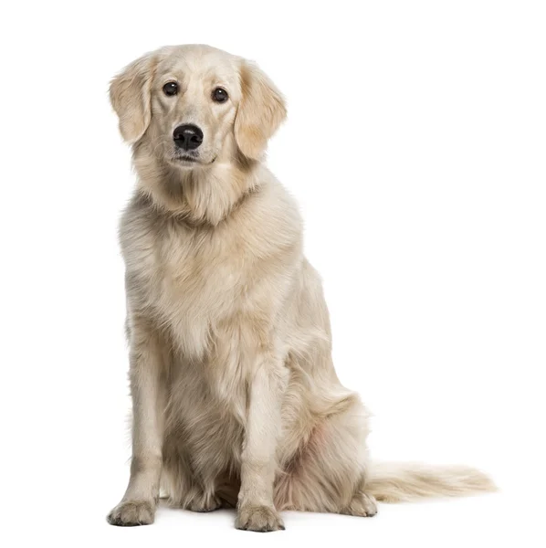 Golden Retriever (1 Jahr alt)) — Stockfoto